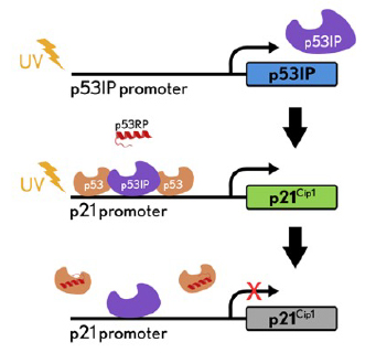P53//P53IP Redirecting Peptide