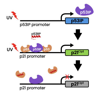 P53//P53IP Redirecting Peptide